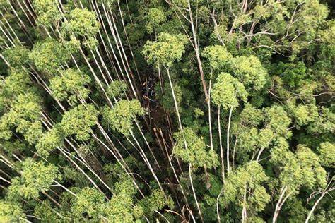 HELICÓPTERO DESAPARECIDO  É LOCALIZADO NA MATA ATLÂNTICA