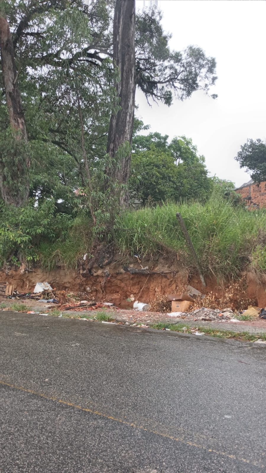 QUEDA DE ÁRVORE PODE SER EVITADA EM SÃO JOSÉ (SC)