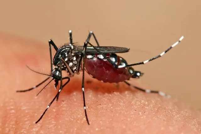 DENGUE AVANÇA NO BRASIL E TRAZ PREOCUPAÇÕES COM FALTA DE VACINAS