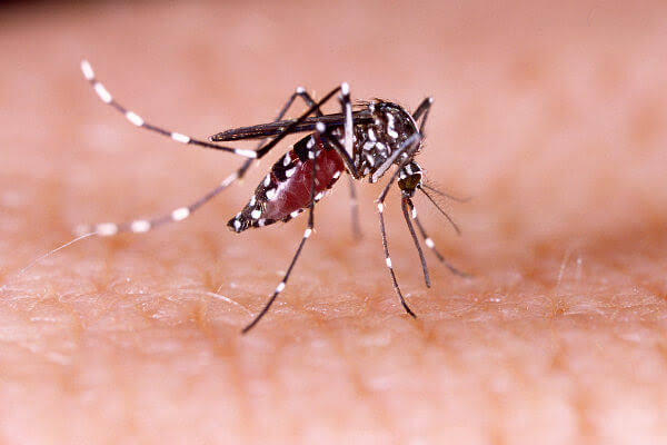 DENGUE AVANÇA NO  BRASIL. FALTAM  VACINAS. AUMENTA  NÚMERO DE INFECTADOS E MORTES