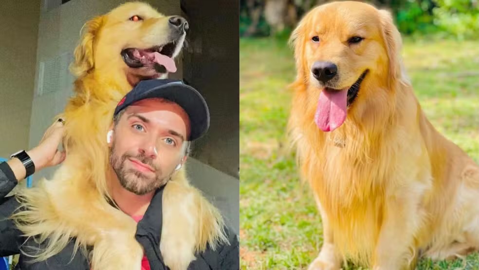 MORTE DO CÃO JOCA COMOVE O BRASIL