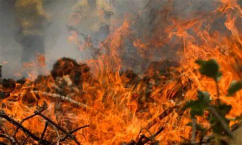 INCÊNDIOS DEVASTAM O PANTANAL BRASILEIRO. É A MAIOR DESTRUIÇÃO DO BIOMA  PANTANEIRO