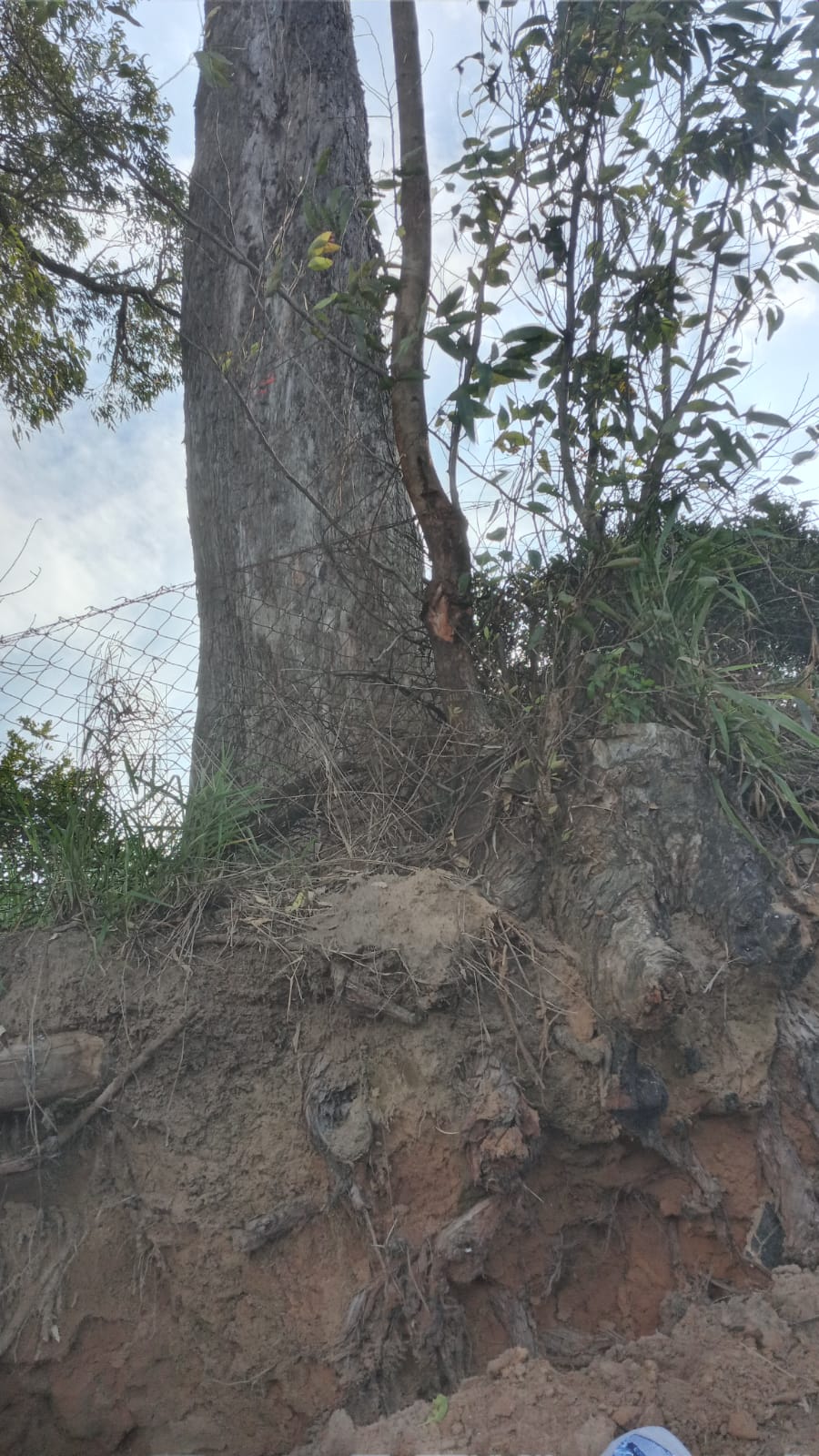 ÁRVORE PEDE SOCORRO NA RUA ARARANGUÁ, SÃO JOSÉ (SC)
