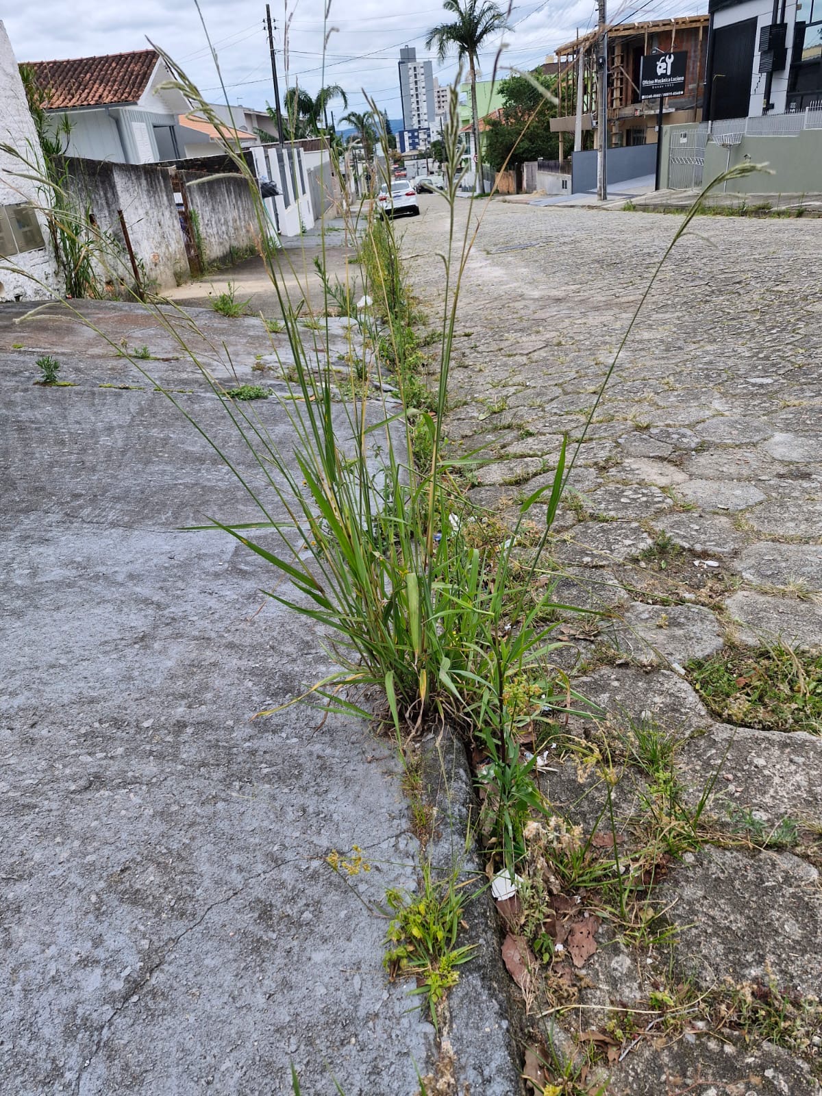 MATO TOMA CONTA DAS RUAS EM SÃO JOSÉ (SC)