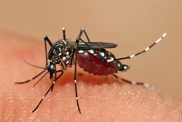 DENGUE VIRA  ESPÉCIE DE UMA EPIDEMIA NO BRASIL E PREOCUPA