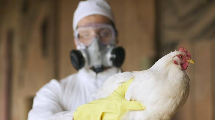 GRIPE AVIÁRIA NOS ESTADOS UNIDOS GERA PAVOR E DESABASTECIMENTO