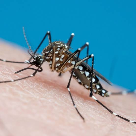 DENGUE E CHIKUNGUNYA GERAM PREOCUPAÇÃO NO ESTADO DE SANTA CATARINA