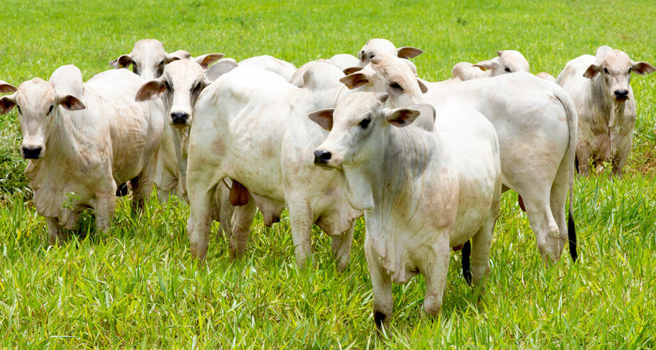 SURTOS DE FEBRE AFTOSA  NA EUROPA  SOA  ALERTA