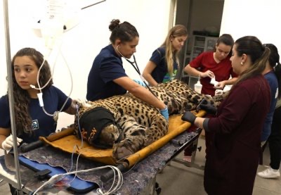 ONÇA-PINTADA QUE MATOU E DEVOROU CASEIRO NO PANTANAL É CAPTURADA