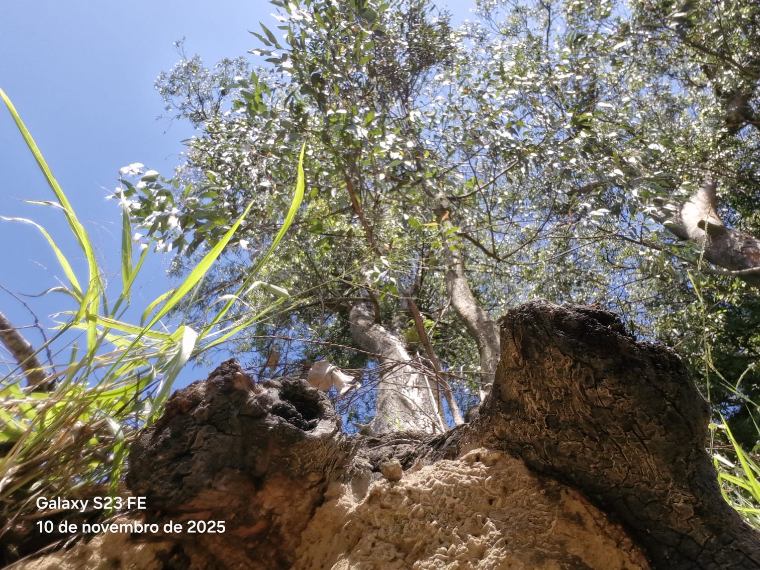COP- 30 NO BRASIL É UM ENGODO. BILHÕES DE ÁRVORES  AGONIZAM NO MUNDO.