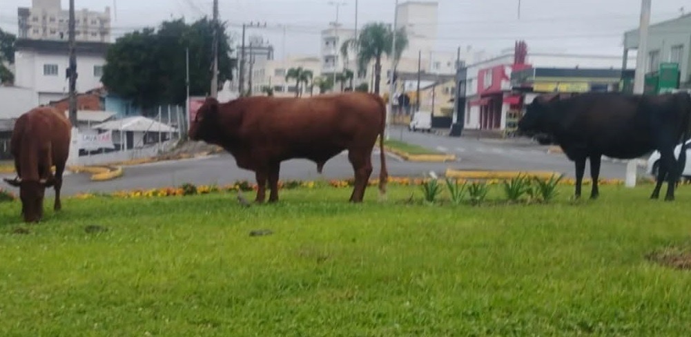 BOIS PASTAM EM TREVO ENTRE AVENIDAS EM LAGES (SC)