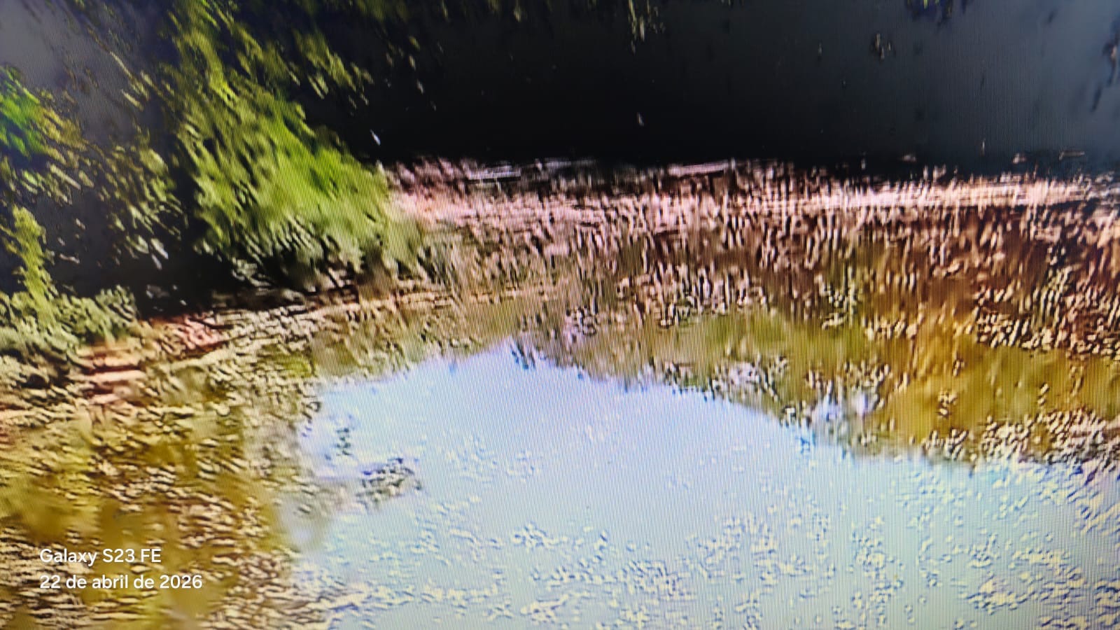 TONELADAS DE PEIXES MORTOS NO RIO ITACORUBI, CENTRO FLORIANÓPOLIS (SC)