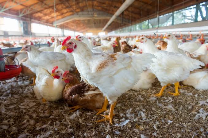 GRIPE  AVIÁRIA EM SANTA CATARINA TRAVA EXPORTAÇÕES