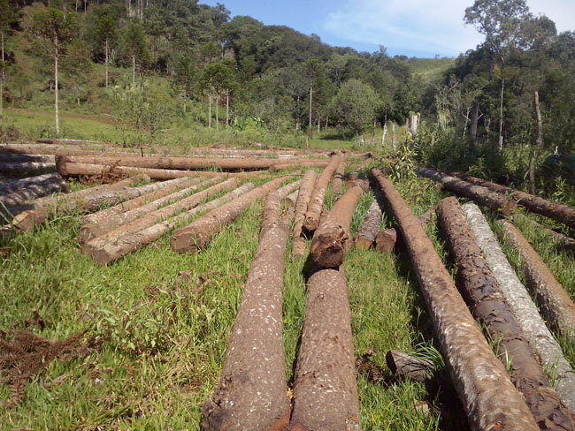 Crime ambiental na Serra Catarinense. Mais de 400 Araucárias vão ao chão