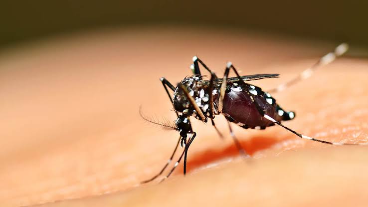 Proliferação do mosquito da Dengue em SC preocupa