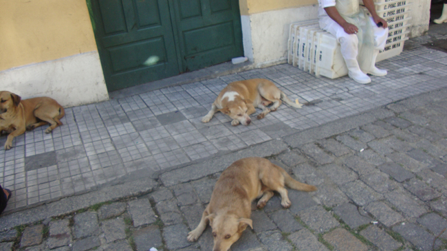 Cães soltos no centro de Florianóplis,SC