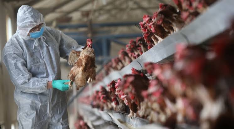 GRIPE AVIÁRIA - SC UNE ESFORÇOS À IMPEDÍ-LA ENTRADA