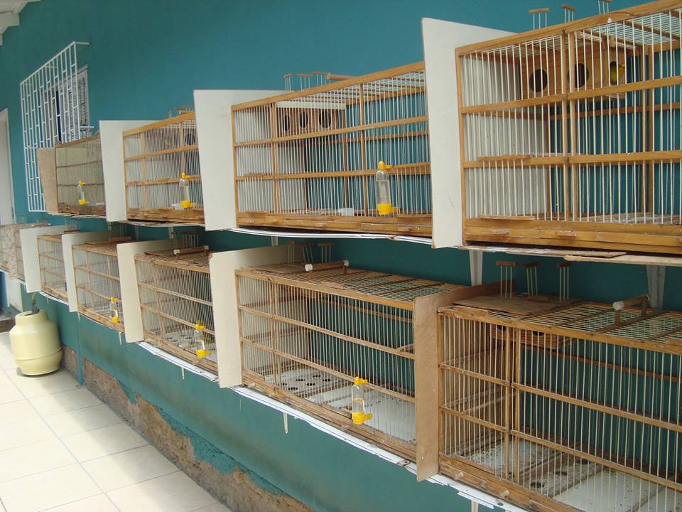 Crime ambiental em Lages,SC