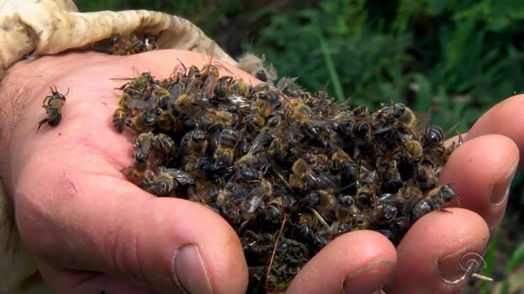 Santa Catarina pode restringir uso de alguns agrotóxicos diante mortandade de abelhas