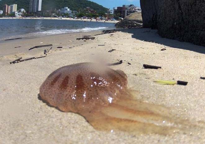 Águas -Vivas gera preocupação no litoral de Santa Catarina