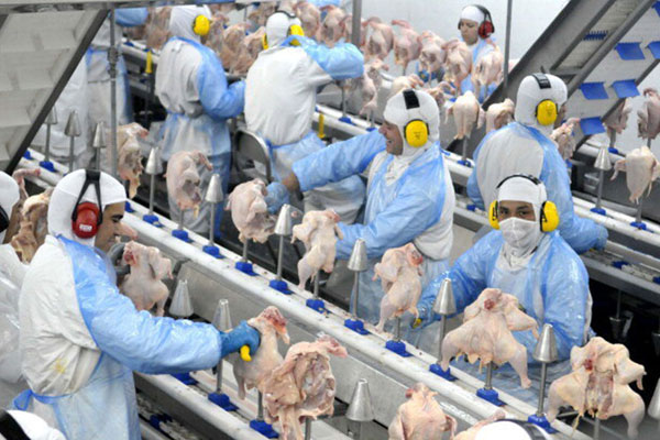 BRF dona das marcas da Sadia e Perdigão recolhe mais de 400 toneladas de frangos