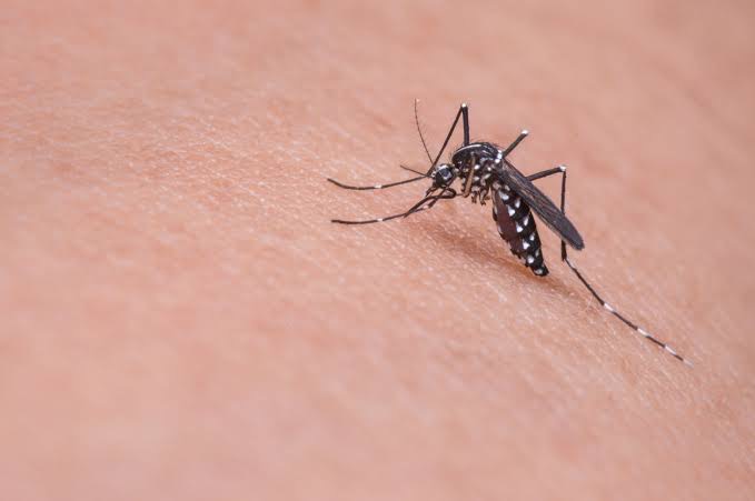 DENGUE  PREOCUPANDO CADA VEZ MAIS EM SANTA CATARINA