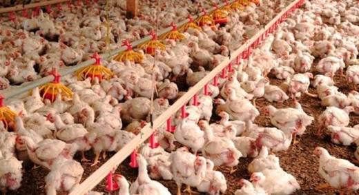 Europa veta carne de frango produzida no Brasil 