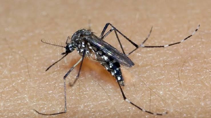 Santa Catarina já tem mais de 17 mil focos do mosquito da dengue (Aedes Aegypti ). Itapema vive epidemia a doença
