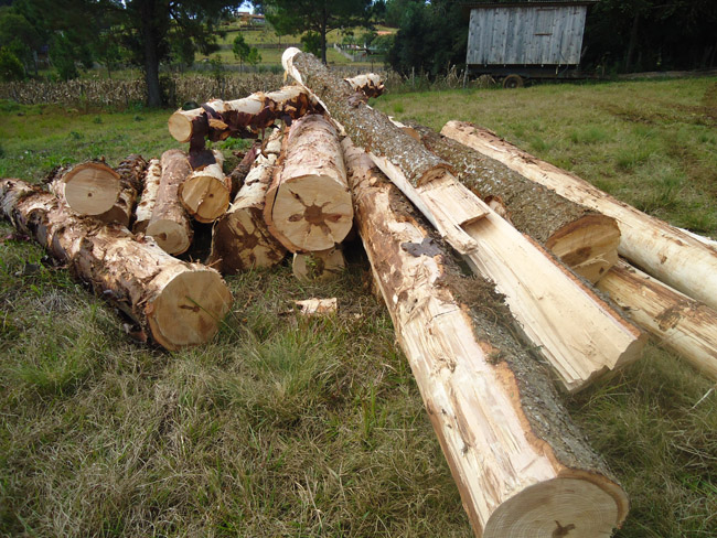 Crime ambiental na Serra Catarinense