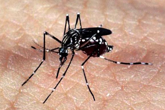 Dengue; Zika vírus; Chikungunya oriundos do Aedes aegypti preocupa em SC
