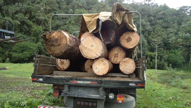 Corte ilegal de árvores  na Serra Catarinense
