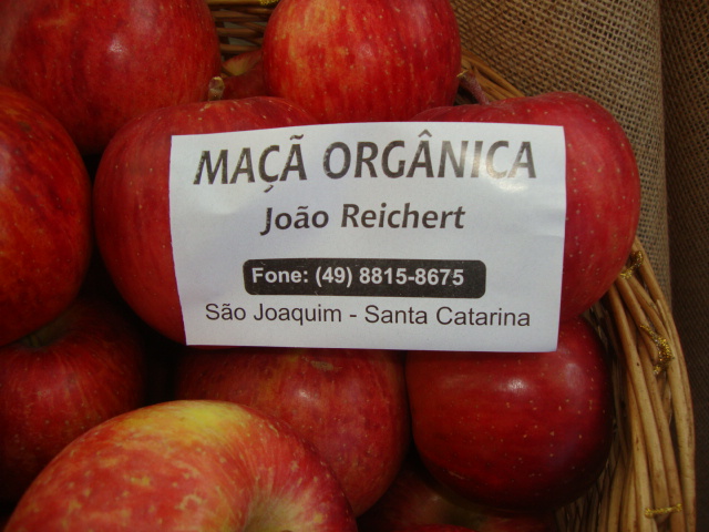 Frio intenso favorece produção de maçãs em SC